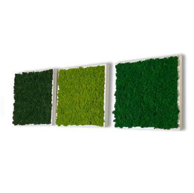 China Durable Natural Preserved Moss Stabilized Real Cool Reindeer Moss Green Moss Board For Wall Decoration for sale