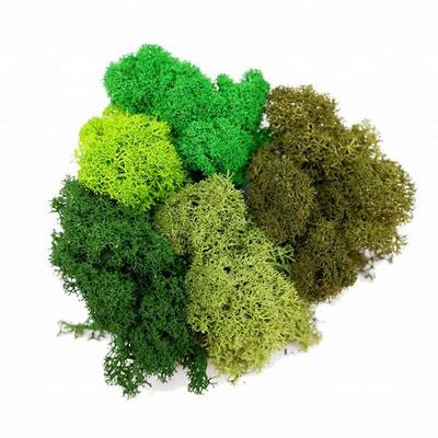 China Low Price Durable Foam Preserved Reindeer Moss Cheap Price Stabilized Preserved Moss For Indoor Decoration for sale