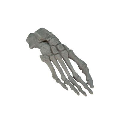 China High Quality Flexible Skeleton School Training X-RAY Right Foot Model for sale