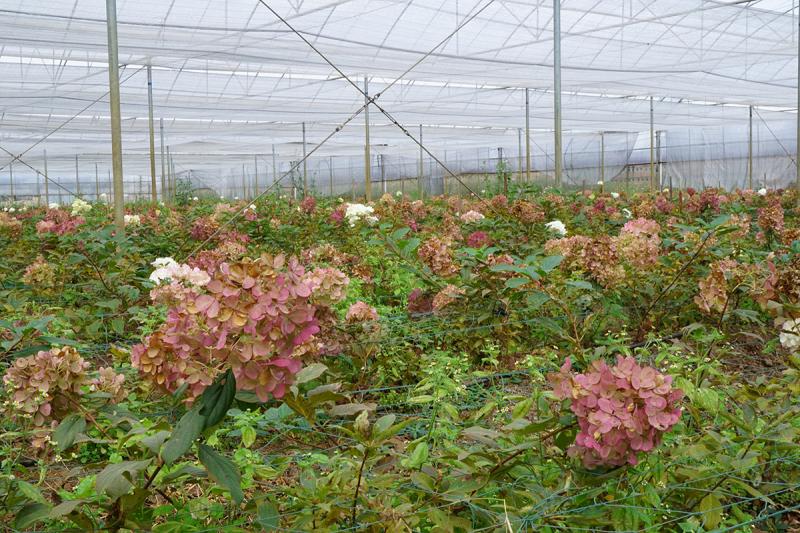 Verified China supplier - Yunnan Aoli Flower Co., Ltd.