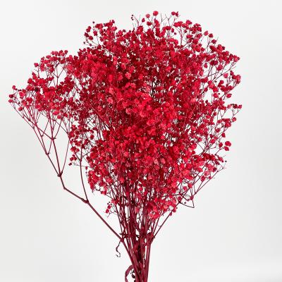 China Durable Gypsophila Hanging Plant Preserved Cream Red Gypsophila Preserved Flowers For Christmas Decor for sale