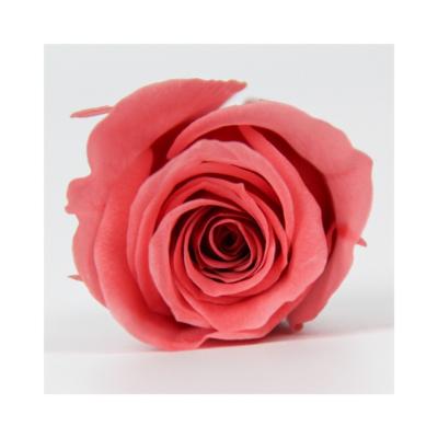 China Valentine's Day Preserved Natural Colorful Rose Flowers Wedding Wal Decor Roses Backdrop Grade Rose Head Piaget for sale