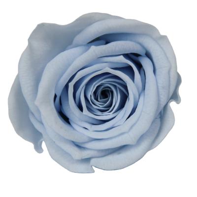 China Natural Drying Multiple Colors Roses 6 7 cm Preserved Rose Real Touch Preserved Rose For Decoration for sale