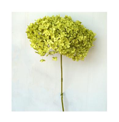 China festival gift box flower arrangements small leaf hydrangeas real preserved stem hydrangea flowers for sale