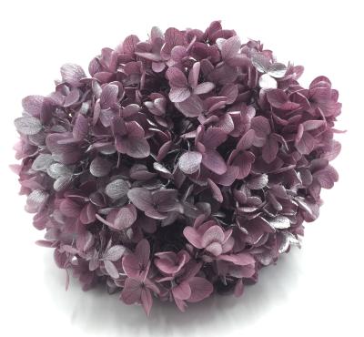 China Wholesale Eco-friendly Decorative Preserved Artificial Wooden Hydrangea Plant Outlet Hydrangea With Gradient Color for sale