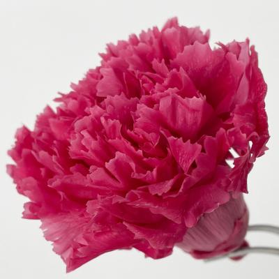 China Wholesale Events Decoration Factory Outlet Mothers Day New Products Wholesale Touch Preserved Real Carnation for sale