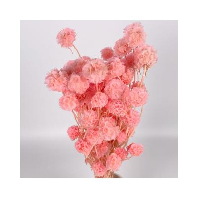 China High Quality Dry Pink Scabiosa Natural Touch Flower Scabiosa Bouquets Flower Decoration Flower for sale