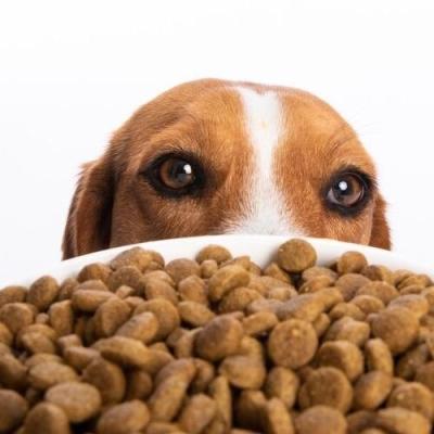 China Skin & Wholesale Dry Coat Health Dog Food Cat Food OEM Bulk Dry Pet Food for sale