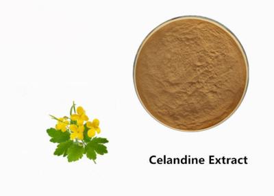 China Celandine-Pflanzenauszug-Pulver zu verkaufen