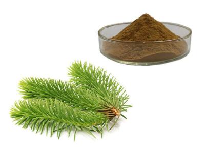 China Pine Leaves Herbal Extract Powder for sale