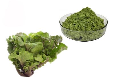 China Juice Kale Extract Powder for sale