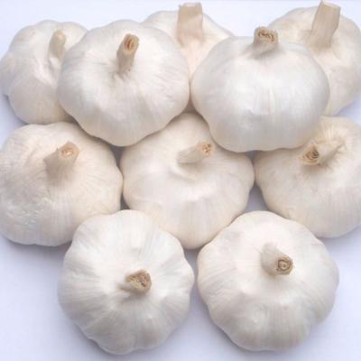 China Thick luminous skin; Factory supply high quality whole and strong texture fresh natural garlic for sale for sale