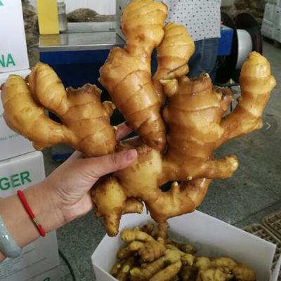 China Wholesale Fresh China Best Quality Fresh Ginger for sale