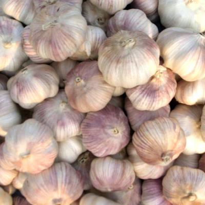 China Natural Garlic from New Fresh Fresh Bulk Garlic Seed for sale