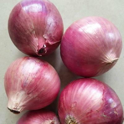 China Top Lush Exporter Natural Lowest Price 100% Fresh Indian Red Onion for sale