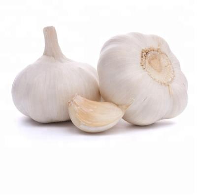 China Thick luminous skin; 2020 Pure White Whole and Strong Texture Fresh Shandong Garlic Normal/4.5/5.0/5.5/6.0/6.5cm for sale