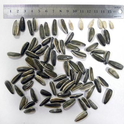 China Big Size Snack Ton Price Hot Sales Black Dry Raw Sunflower Seeds for sale