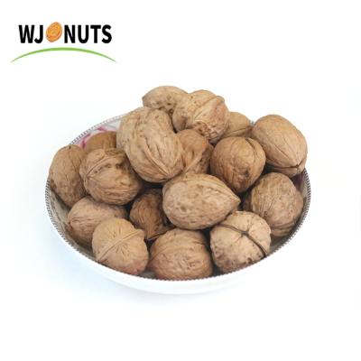 China Chinese Cheap Nuts Dry in Shell Walnut Small Walnut Price for sale