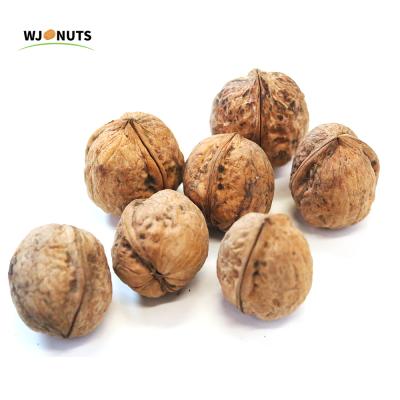 China Wangjiang Factory Wholesale Price Xinjiang 185 Dried Walnut With Shell for sale