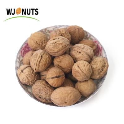 China Chinese Xinjiang Dry Raw Walnuts Best in Shell Factory Price Walnut for sale