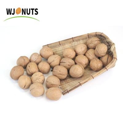 China China Dried Delicious Raw Walnut In Shell Buy Sweet Walnut for sale