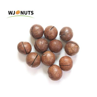 China Non-Extra Organic Wangjiang Nuts Abalone Australia Hazel Without Shell for sale