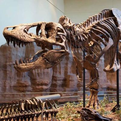 China FRP Museum Quality Dinosaur Steel Frame And Fossil Animal Skeleton Artificial Reproduction For Sale for sale