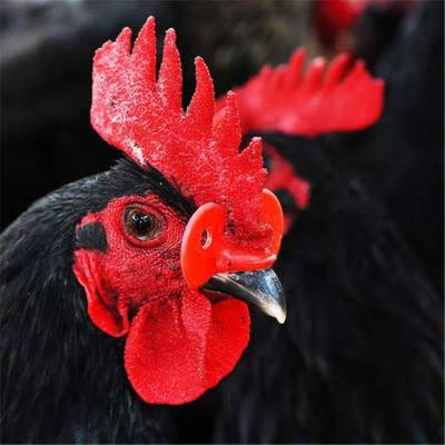 China Farms Chicken Glass Equipment Chicken Glass Mountain Carnation Poultry Red Anti-stinging Plastic Glasses for sale