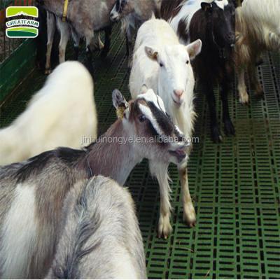 China Goat Chicken Goat Farming Base-Leg-Beam-Plastic Slat Flooring System for sale