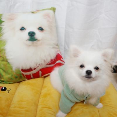 China 2022 Stocked Kawaii Soft Cute Pets Cat Rabbit Dog Decorative Pillow Case Square Cushion for sale