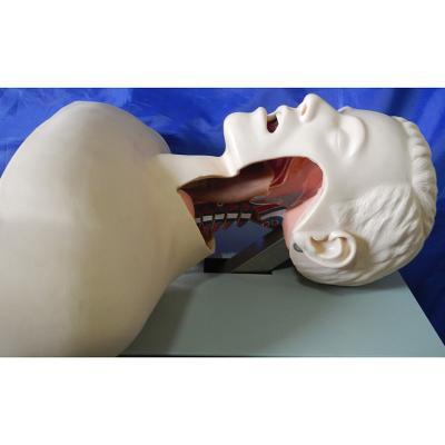 China School Model Airway Intubation Teaching Training Model for sale