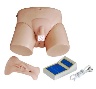 China Medical Educational Human Electronic Urinary Simulator Model Electronic Urinary Model for sale