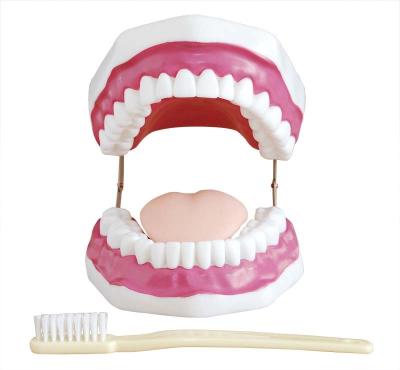 China Dental Model Medical Dental Teeth Care Model with 28 Teeth for sale