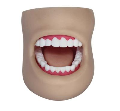 China Dental Care Model With Cheek Oral Cavity Dental Care Medical Educational Human Model With Cheek for sale