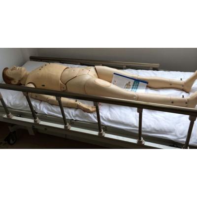 China School Model ECG Training Teaching Manikin , ECG Simulated Model for sale