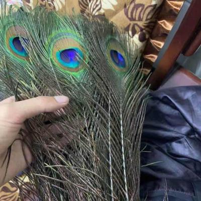 China Sew-on 70-80cm Wholesale Decorative Christmas Peacock Feathers For Party Decoration for sale