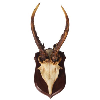 China Europe Design African Antelope Skull Wall Hanging Cool Twisted Horns, Wall Hanging Mounted Longhorn Ox Resin Wall Decor for sale