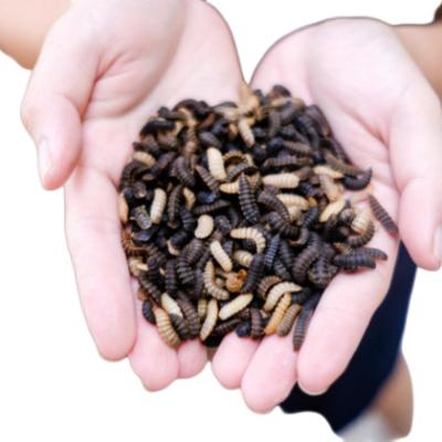 China Skin & Coat Health High Protein Microwave Dried Black Soldier Fly For Animal Food for sale