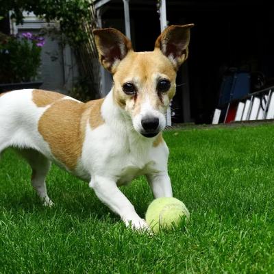 China Hot Selling Pee Grass Pad Puppy Toilet Replacement Dog Soccer Field Artificial Grass For Dog On Amazon for sale