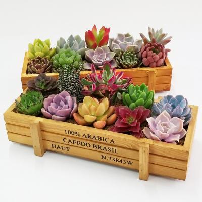 China Wooden Fleshy Wooden Background Household Decoration Wooden Box Antique Rectangular Flower Pot for sale