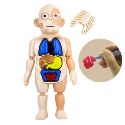 China Educational Science montessori toys kids Diy Science Educational Kit Montessori Toys Human Organ Model Leaning Toy for sale