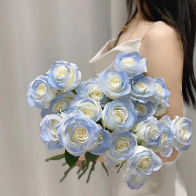 China Ice Blue Sweet Home Decoration Sweet Rose Happy Valentine's Day PVC Home Mood Birthday Broken Ice Blue Flower for sale