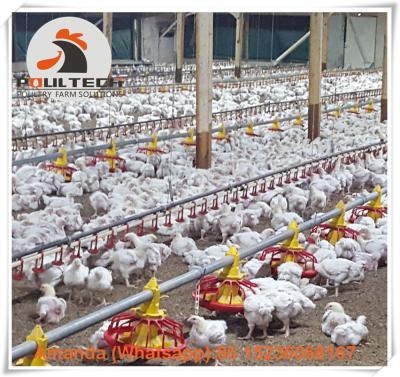 China Bulgaria Broiler Chicken Farming Automatic Feeding & Drinking System with Chicken Floor Raising System in Broiler House for sale