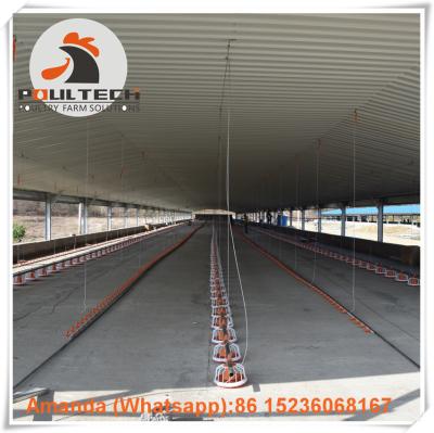 China Slovenia Poultry Farm Broiler Deep Litter System & Meat Chicken Plastic Slatted Floor System with Battery Drinker Lines for sale