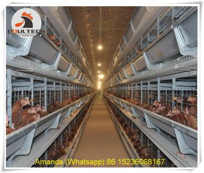 China Barbados Layer Chicken Poultry Farm Hot Galvanized Cage H Frame Battery Chicken & Broiler Cage with Manure Clean Machine for sale