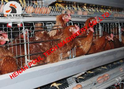 China Poultry Birds Farming A Type Battery Layer Chicken Cage Equipment & Hot Galvanized Cage with 90 Birds in Chicken House for sale