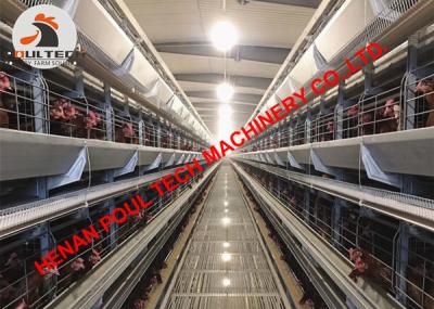 China Azerbaijan Poultry Farming Full Automatic Chicken Cage & Layer Cage with Automatic Egg Conveyor Line 50,000 Birds for sale