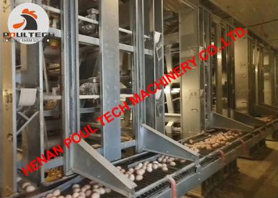 China Tajikistan Poultry Farm Equipment Full Automatic H Type Chicken Cage & H Frame Layer Cage to Increase Egg Production for sale