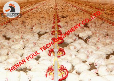 China Bolivia Chicken Shed Broiler Deep Litter System & Plastic Slat Floor Breeding System with Automatic Feed & Drinker Lines for sale