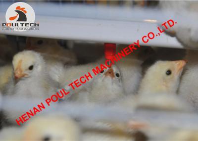 China Russia Poultry Farm Equipment - Full Automatic H Type Chicken Cage & Baby Small Chicks Cage with 50,000 Birds for sale